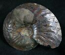 Pyrite Ammonite Oxynoticeras Oxynotum #8039-1